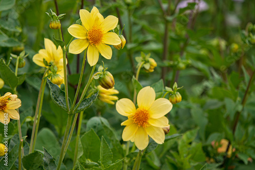 dahlia flowers in the garden