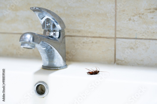 Dead cockroach on the sink next to the tap. Dirty housing concept