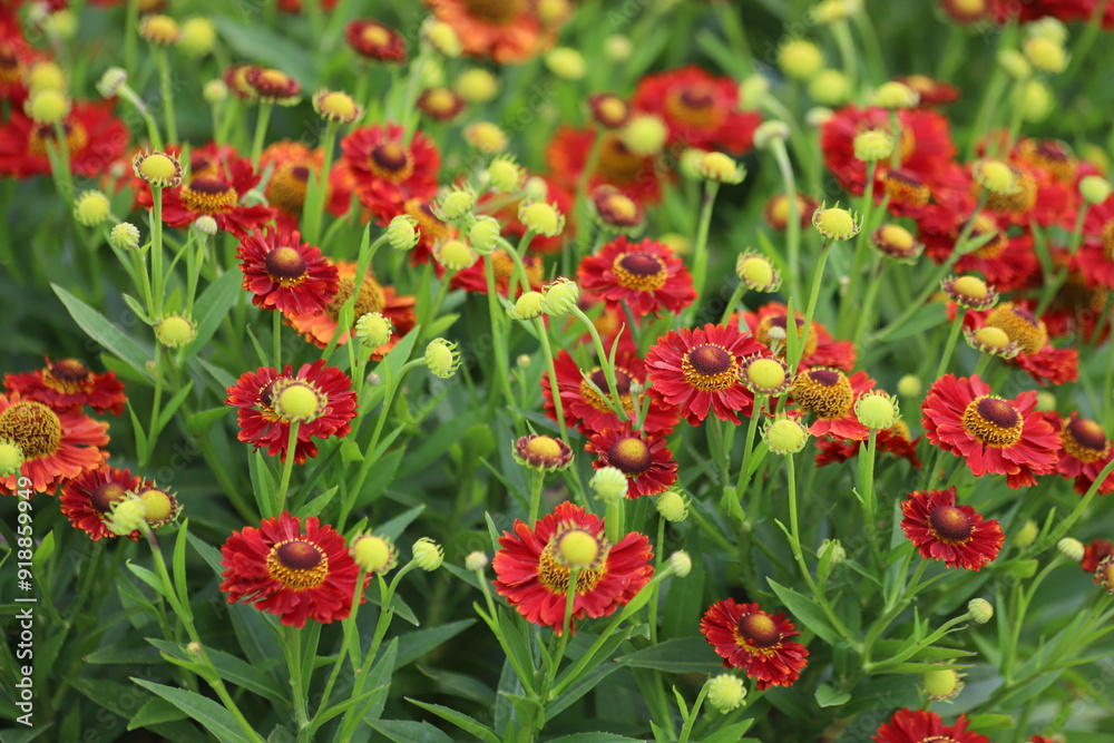 Helenium autumnale. Yellow and red flowers in garden. Helenium autumnale. Yellow and red flowers in garden.