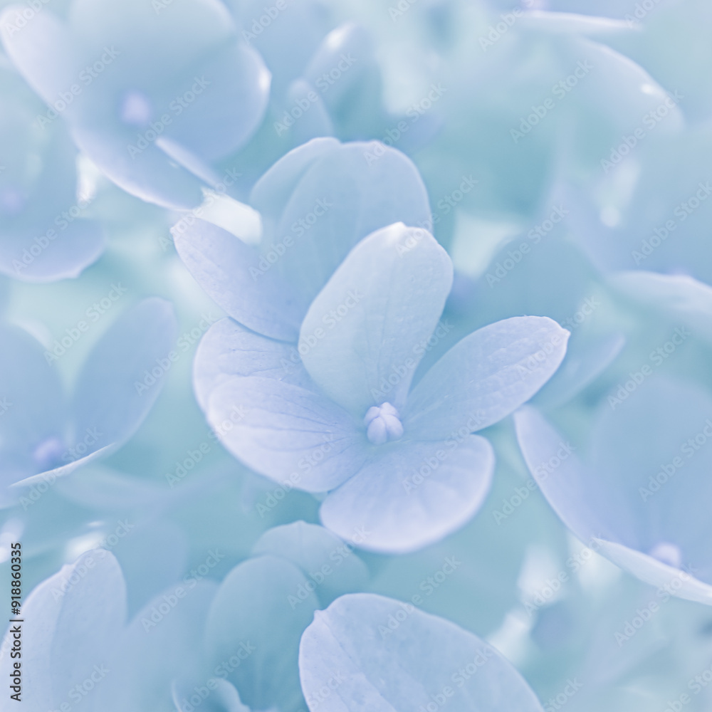 Background of white blue petals of Hydrangea or Hydrangea. Soft focus Background of white blue petals of Hydrangea or Hydrangea. Soft focus