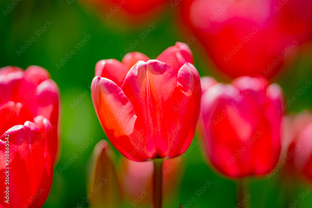 Fototapeta premium Spring flower in tulip field. Colorful vivid tulips in the park. Tulip flowers background. Beautiful flower red tulips in sunlight landscape at spring or summer. Amazing spring nature. Tulips flowers