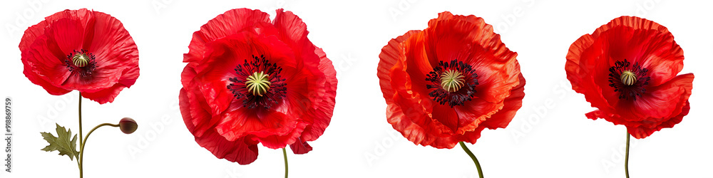 Collection set of red poppy flowers isolated on transparent background Collection set of red poppy flowers isolated on transparent background