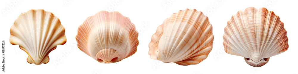 Collection set of seashell isolated on transparent background Collection set of seashell isolated on transparent background