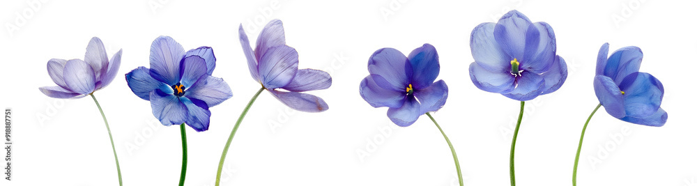 A stunning collection of blue flowers with delicate petals, perfect for floral arrangements and nature-themed designs. A stunning collection of blue flowers with delicate petals, perfect for floral arrangements and nature-themed designs.