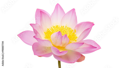 A beautiful pink lotus flower in full bloom, symbolizing purity and tranquility in nature, perfect for serene backgrounds.