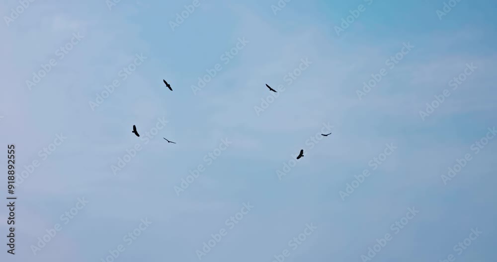 Eagles circle gracefully in the blue sky Eagles circle gracefully in the blue sky