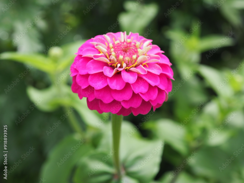 custom made wallpaper toronto digitalヒャクニチソウ