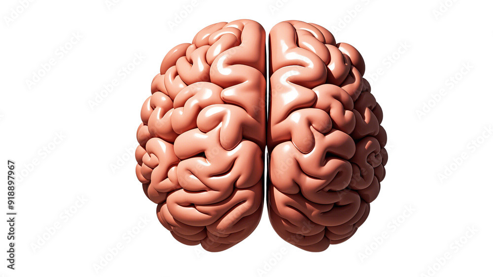 Human brain side, front and top view, isolated on a transparent background.... Human brain side, front and top view, isolated on a transparent background....
