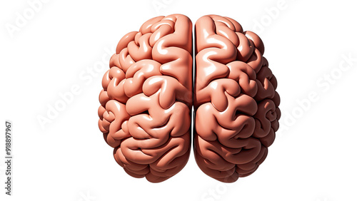 Human brain side, front and top view, isolated on a transparent background....