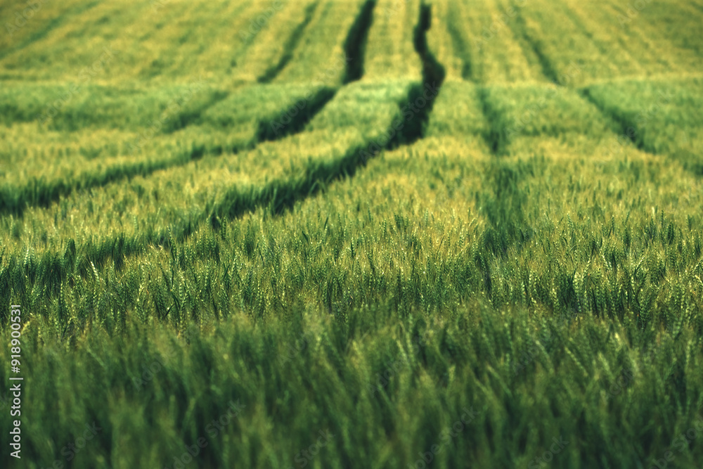 Aerial shot of green wheat field with tractor tire marks in spring sunset Aerial shot of green wheat field with tractor tire marks in spring sunset