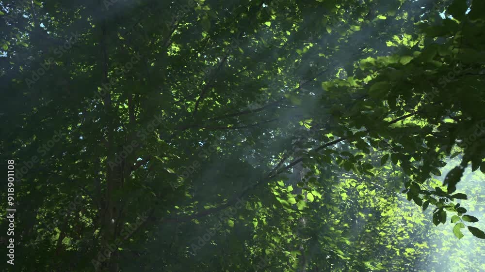 Smoke background. Smoke and sun rays in the forest among the branches of trees with green leaves. Smoke background. Smoke and sun rays in the forest among the branches of trees with green leaves.