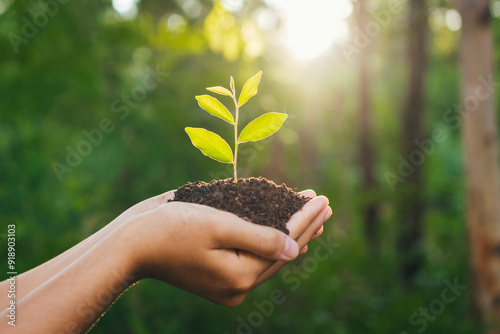 person is holding a small plant in their hand