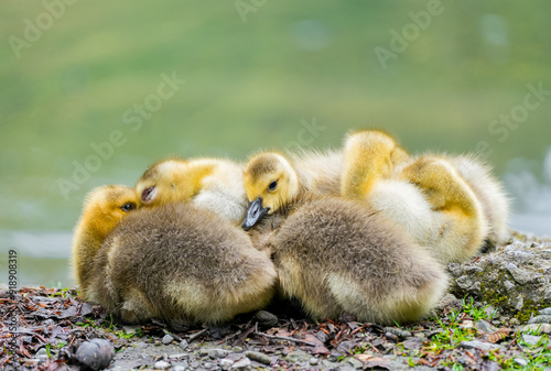 Canada goose chicks close-up. Young birds in natural surroundings. 