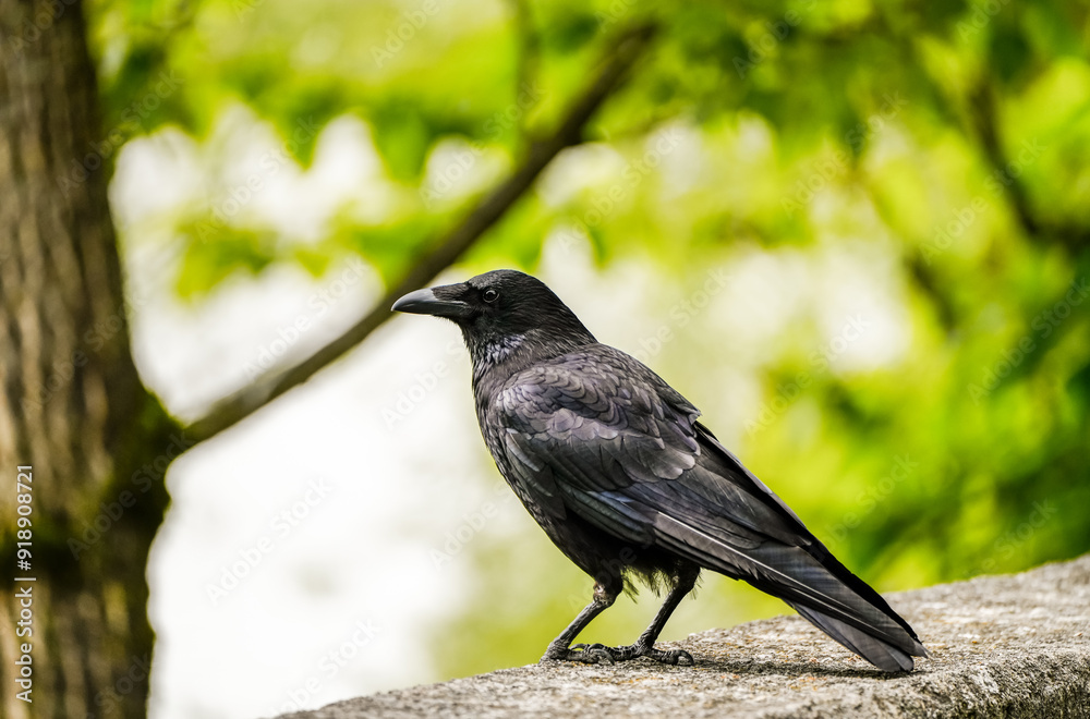 Portrait of a crow. Bird with black plumage close-up.
Portrait of a crow. Bird with black plumage close-up.