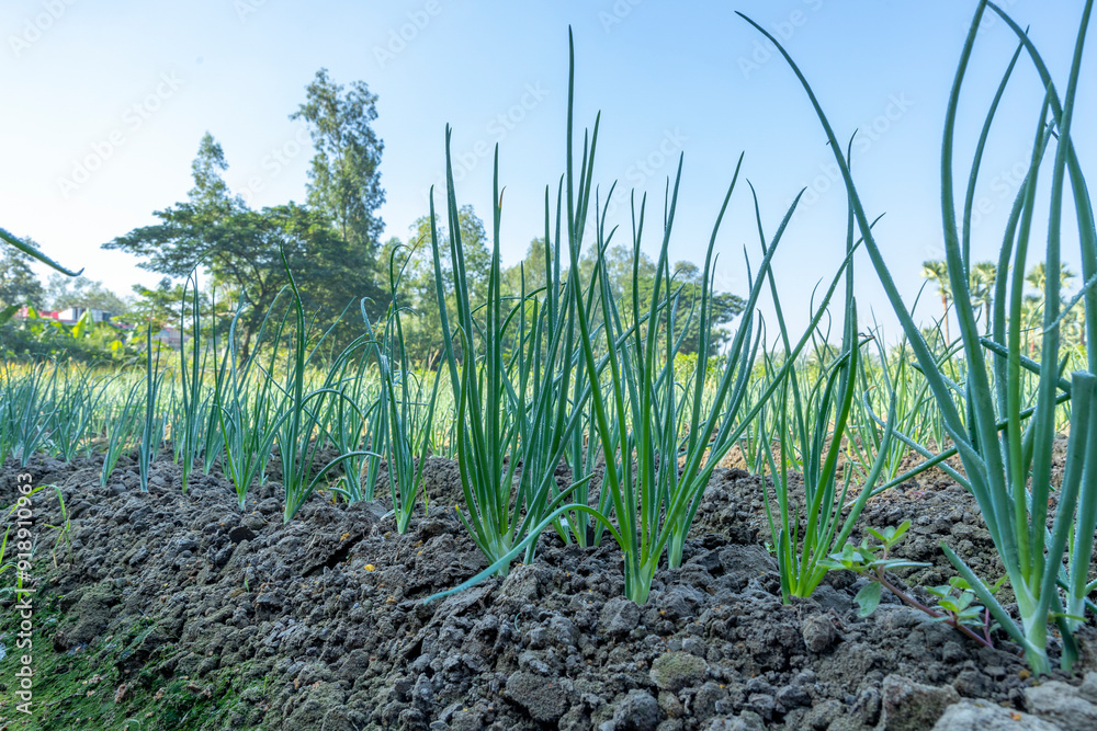Fototapeta premium Beautiful Image of growing organic green onion in the vegetable garden