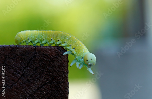 Green small caterpillar crawling on stairs