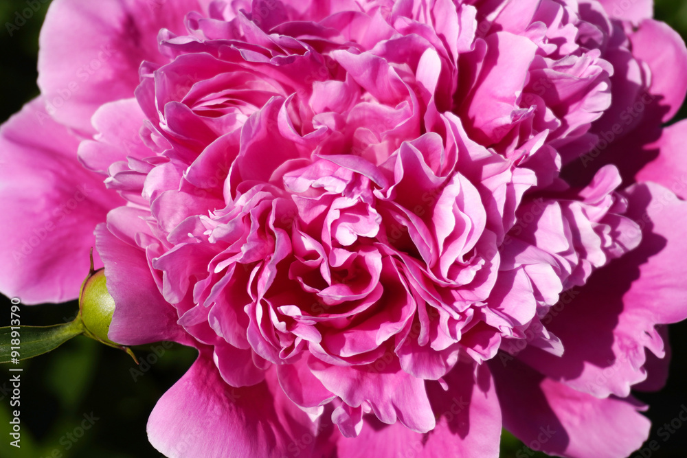 peony flowers close-up. pink flowers . summer garden. peony flowers close-up. pink flowers . summer garden.