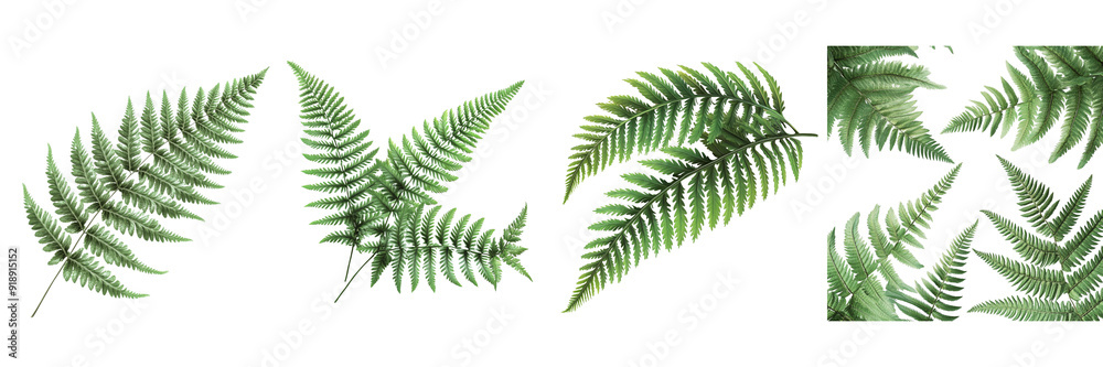 Fern Leaf Fronds isolated on transparent png background Fern Leaf Fronds isolated on transparent png background