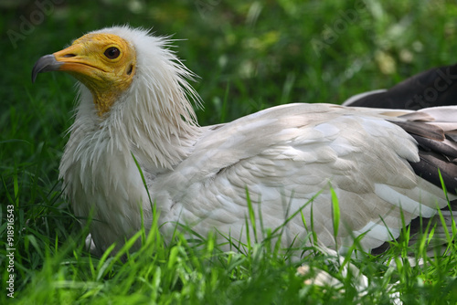 Obraz na plátně Egyptian vulture portrait animals birds zoo