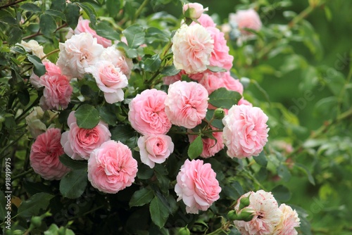 pink roses, bush, lots of flowers