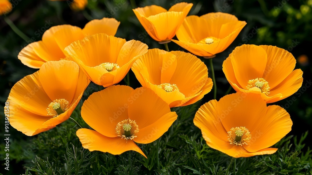 Field of bright orange California poppies in super bloom Field of bright orange California poppies in super bloom