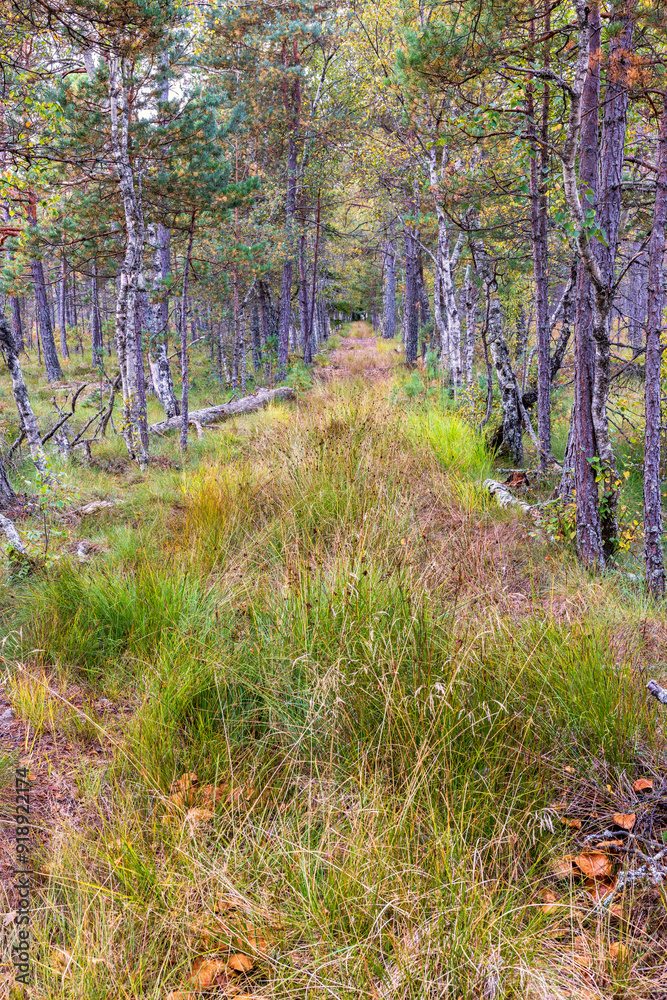 Obraz premium Old path in a forest at bog in autumn