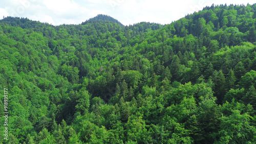 landscape of lush green hills and dense forest