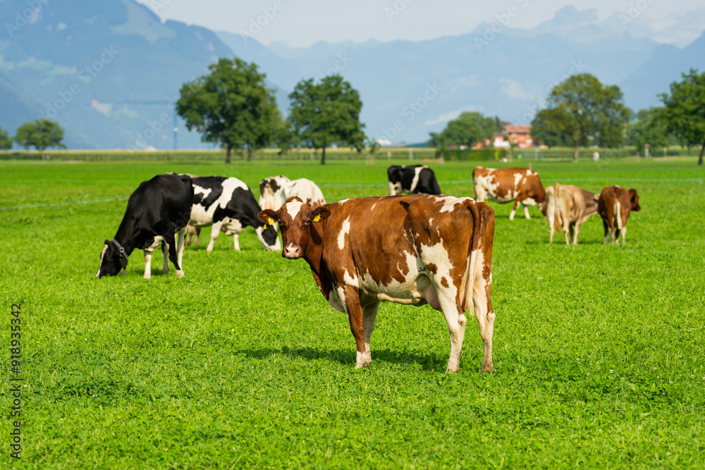 Cattle cow grazing on farmland. Grazing Cows in a Meadow with Grass. Cows Herd on a Grass Field. Mature Cow in a Green Field. Cows Grazing in Natural Pasture. Farm animals. Cows and calves grazing. Cattle cow grazing on farmland. Grazing Cows in a Meadow with Grass. Cows Herd on a Grass Field. Mature Cow in a Green Field. Cows Grazing in Natural Pasture. Farm animals. Cows and calves grazing.