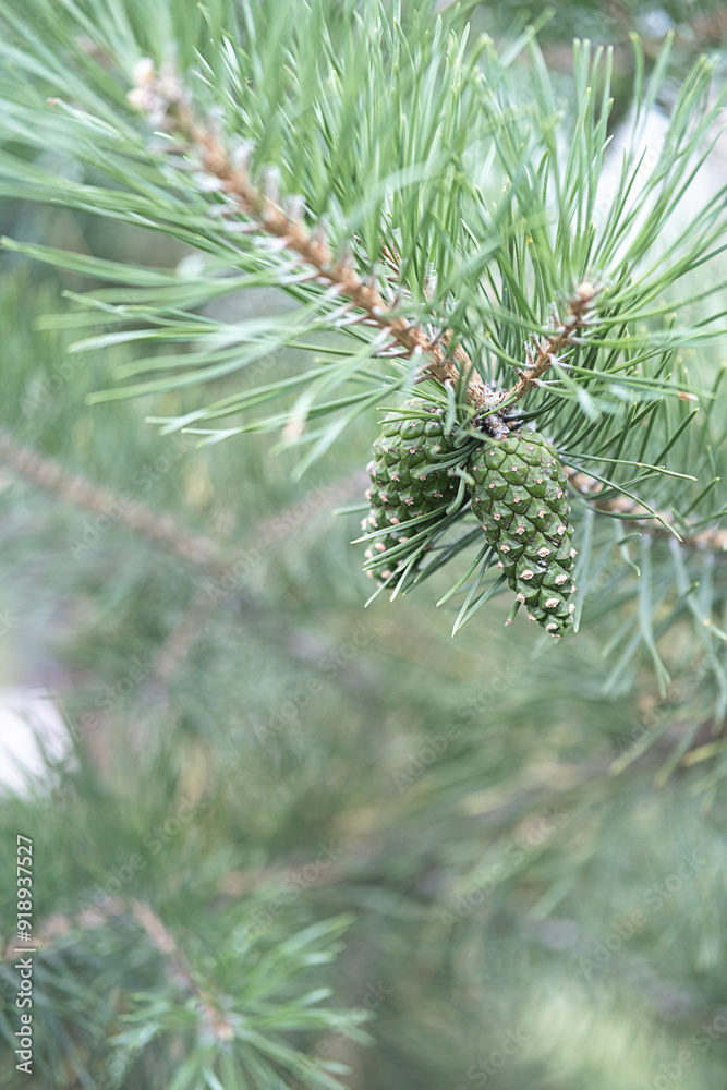 Close up of green pine cones on branch with pine needles. Close up of green pine cones on branch with pine needles.