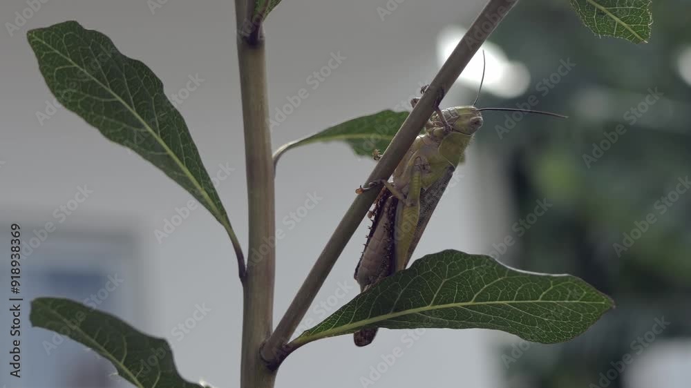Closeup macro of Grasshopper with antennas. Plant insects in the garden. Wild nature insect. Wildlife concept