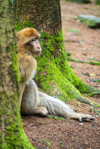 The Affenberg Salem, Monkey Animal Protection park in Salem, Baden-Württemberg, Germany