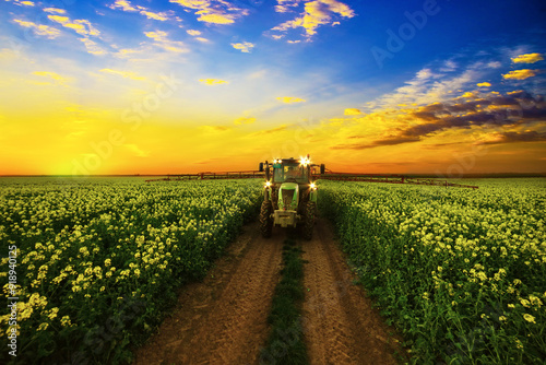 Agricultural pesticide spraying of oilseed rape. Spraying is done at sunset to protect the bees. The bees were returned in this time to the hives.