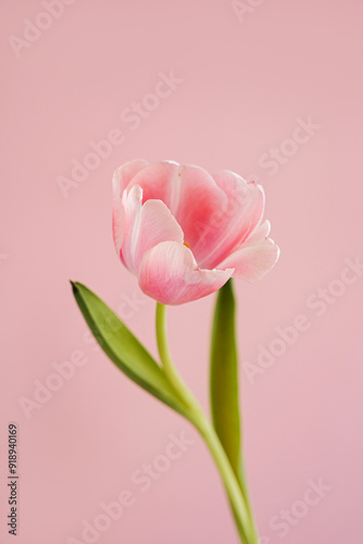 Bright Pink Tulip Flower in Bloom with Green Leaves and Stem Against Simple Pale Pastel Pink Background. Spring, Nature, and Botanical Themes, Close-Up Floral Image