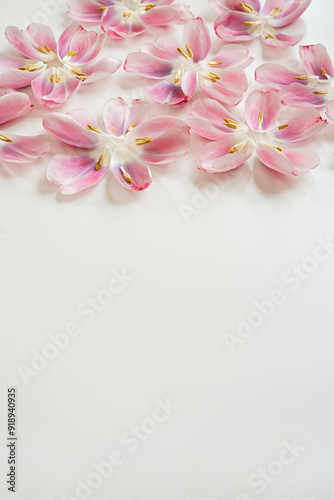 Wallpaper Mural Elegant Arrangement of Pink and White Tulip Petals with Yellow Stamens on White Background Torontodigital.ca