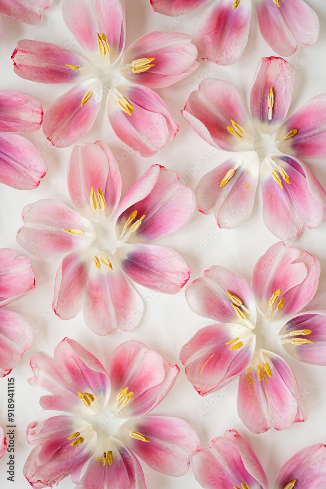 Elegant Arrangement of Pink and White Tulip Petals with Yellow Stamens on White Background Elegant Arrangement of Pink and White Tulip Petals with Yellow Stamens on White Background