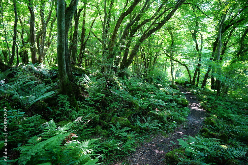 Fototapeta premium spring pathway through mossy rocks and old trees