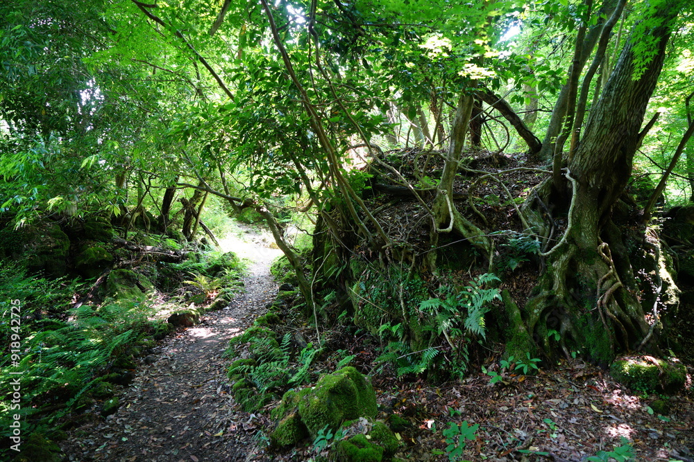 spring pathway through mossy rocks and old trees spring pathway through mossy rocks and old trees