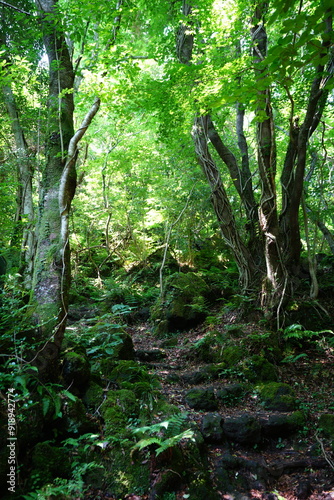 spring pathway through mossy rocks and old trees