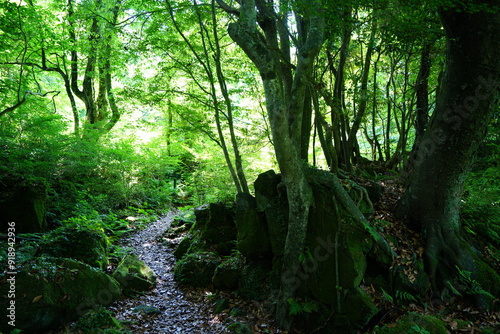 spring pathway through mossy rocks and old trees