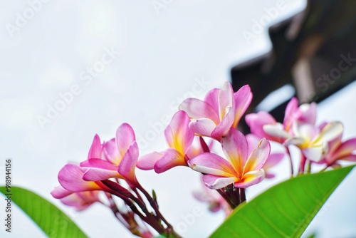 The frangipani flowers that are blooming