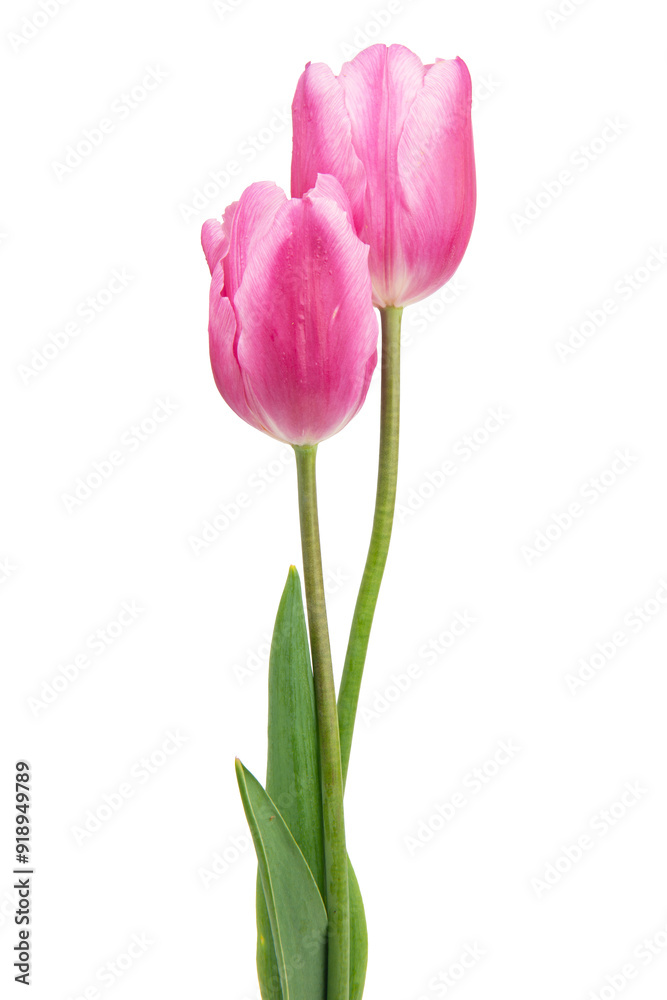 spring flowers tulips isolated on white background spring flowers tulips isolated on white background