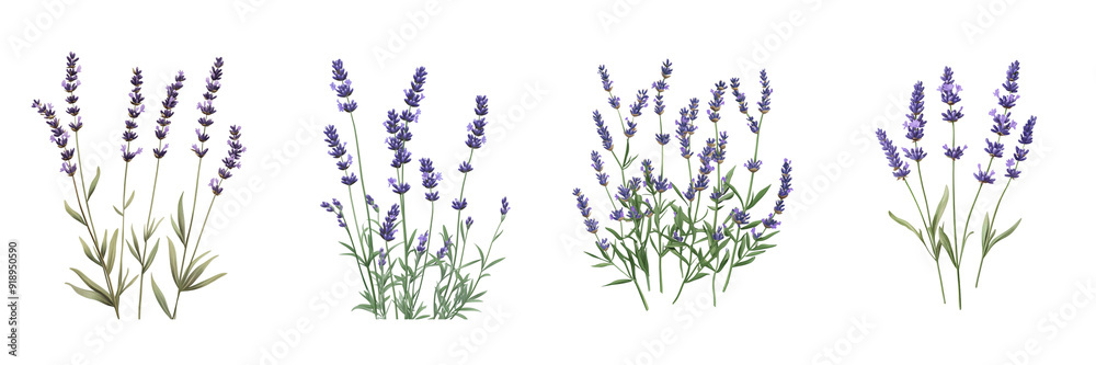 Naklejka premium Set of Lavender Sprigs isolated on transparent png background