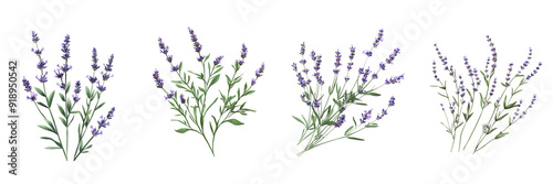 Set of Lavender Sprigs isolated on transparent png background