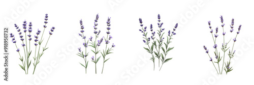 Set of Lavender Sprigs isolated on transparent png background