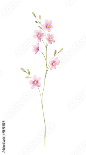 Pink single flower, watercolor, botanical, illustration, decoration for poster, greeting card, birthday, wedding design. Isolated on white background. Hand painting.