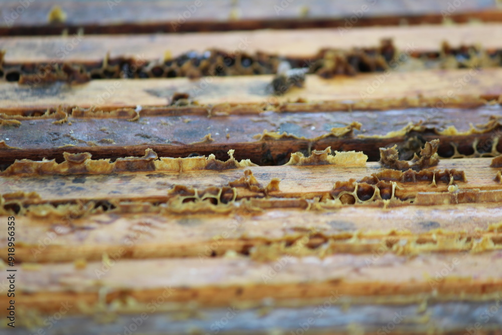 beautiful photos of honeycombs with honey and bees beautiful photos of honeycombs with honey and bees