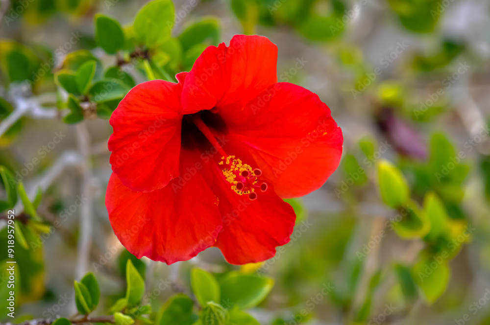 Beautiful red hibiscus. Macro photo of a flower Beautiful red hibiscus. Macro photo of a flower