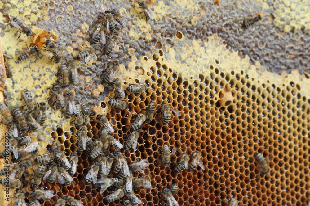 beautiful photos of honeycombs with honey and bees beautiful photos of honeycombs with honey and bees