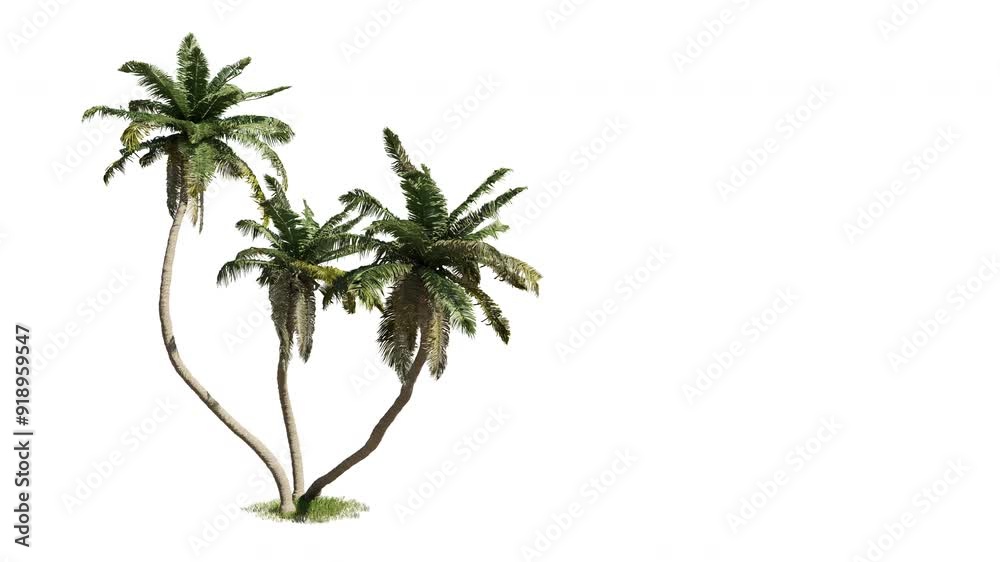 Isolated 3D realistic palm tree on the wind and black background with transparent cut out animation and alpha channel. 4k 30 fps seamless loop.