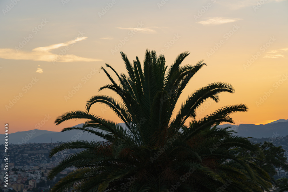 Silhouette of a palm tree against the background of the city of Nitsa at sunset in summer. Silhouette of a palm tree against the background of the city of Nitsa at sunset in summer.